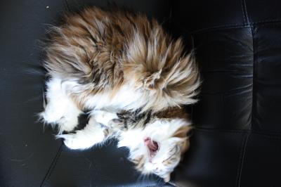 Yawning Cat Number 169